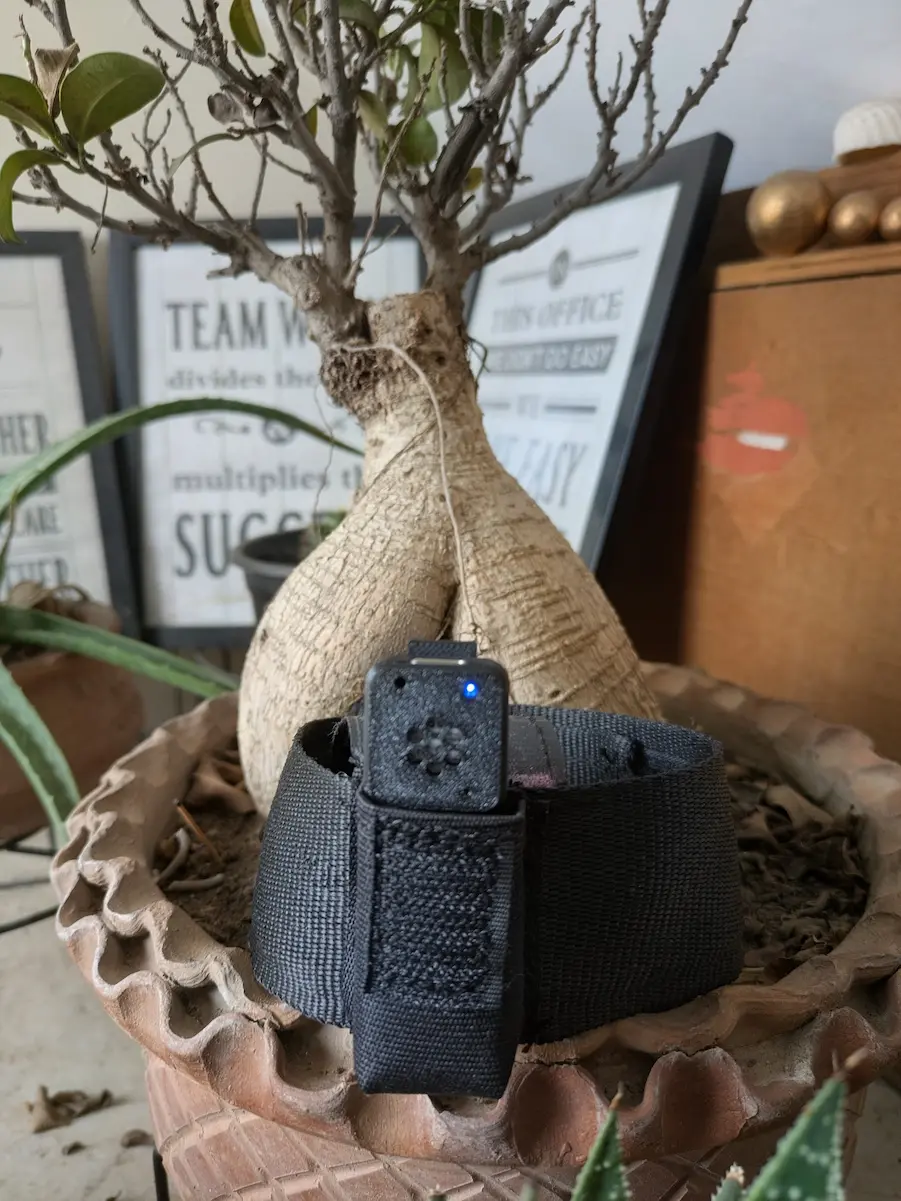 Custom equine performance wearable secured in its webbing strap with status LED active